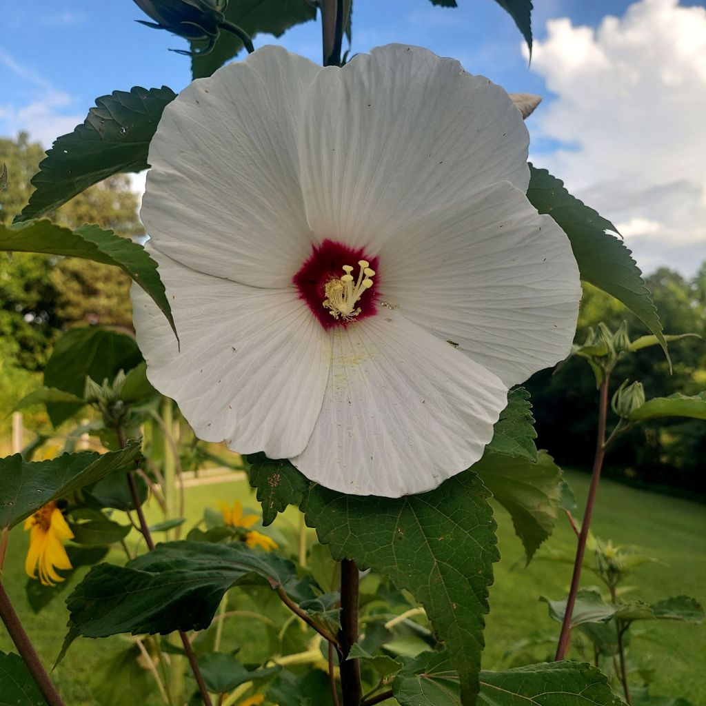 Moonlight and Mugwort
