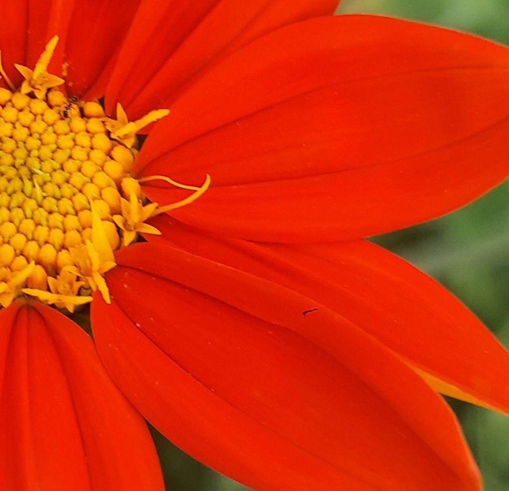 The Heirloom Seed&nbsp;Soul