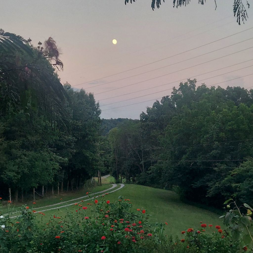 When the Moon Sat With Me and the&nbsp;Mimosa