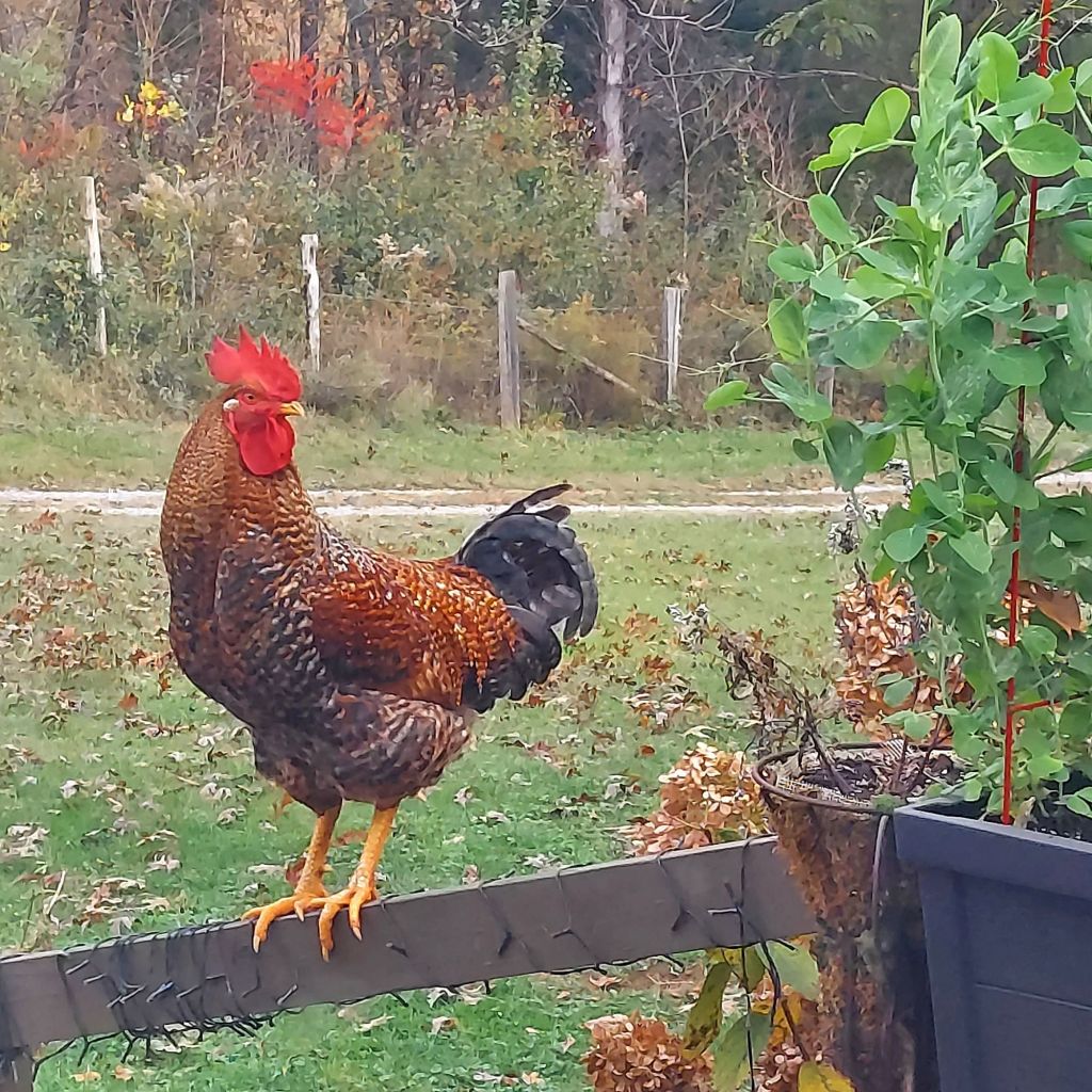 Thanksgiving With Enna&nbsp;Mae