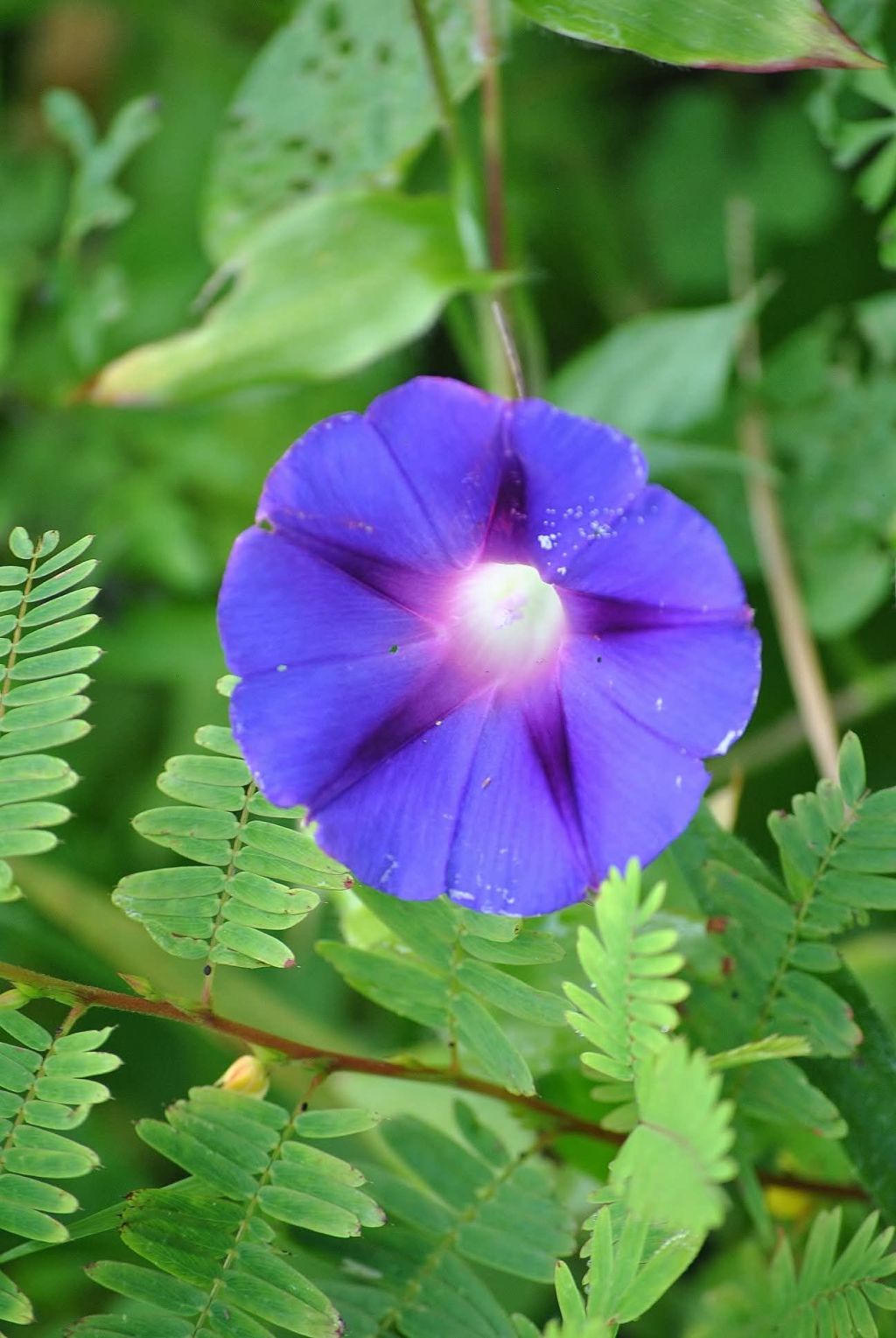 The Black Shawl – A&nbsp;Telling