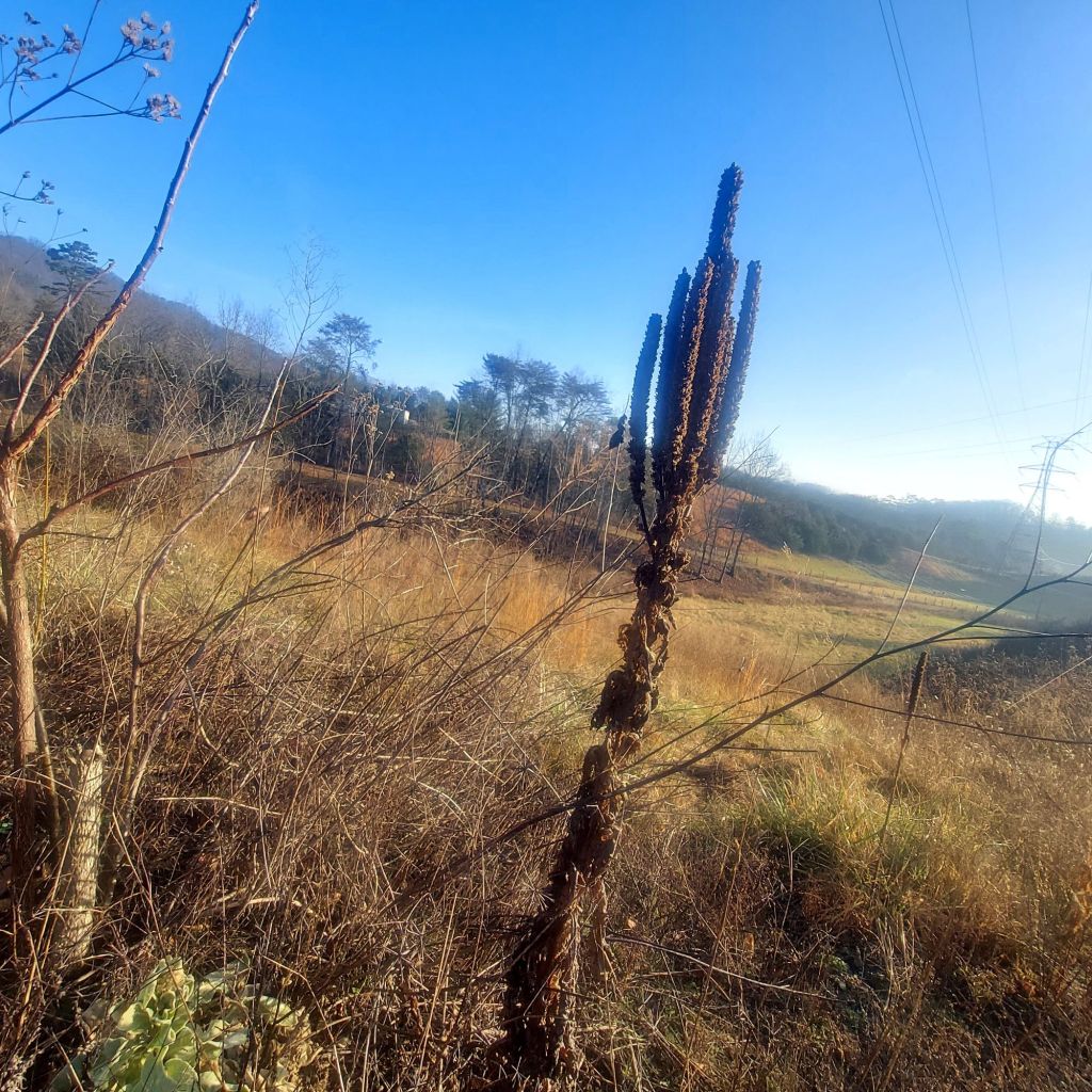 Part 14: How The Holler Stayed Alive