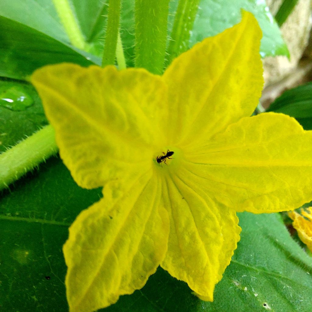 It was Cucumber&nbsp;Summer.